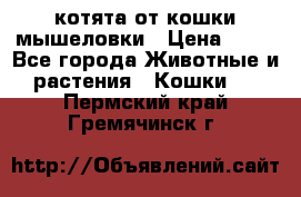 котята от кошки мышеловки › Цена ­ 10 - Все города Животные и растения » Кошки   . Пермский край,Гремячинск г.